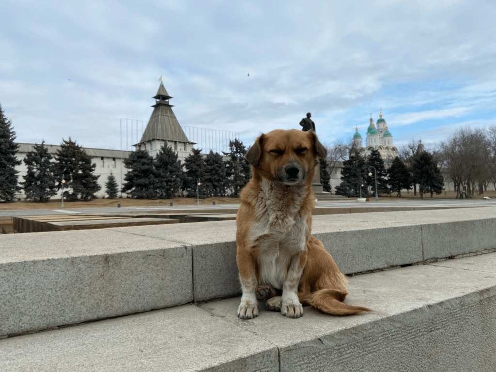 Астраханским бродячим собакам посвящают выставки