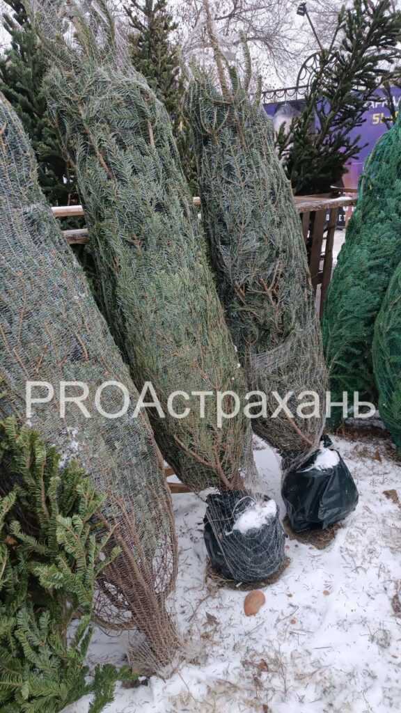 Сколько астраханцам придется заплатить за главное новогоднее украшение дома — фото 1