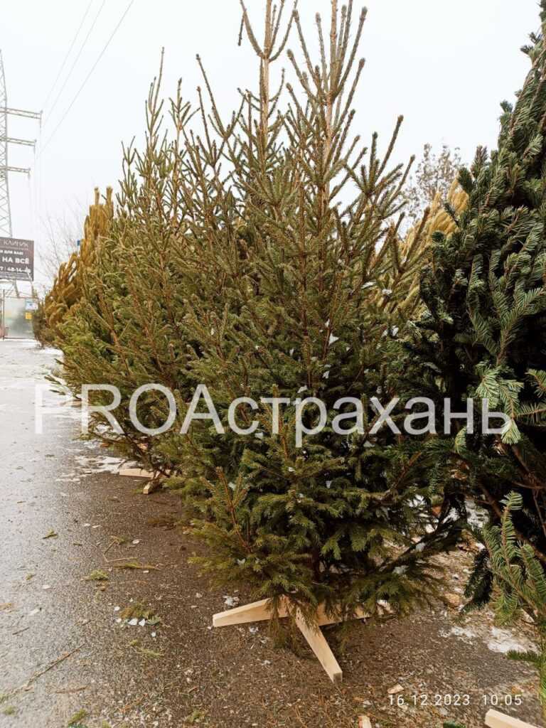 Сколько астраханцам придется заплатить за главное новогоднее украшение дома — фото 2
