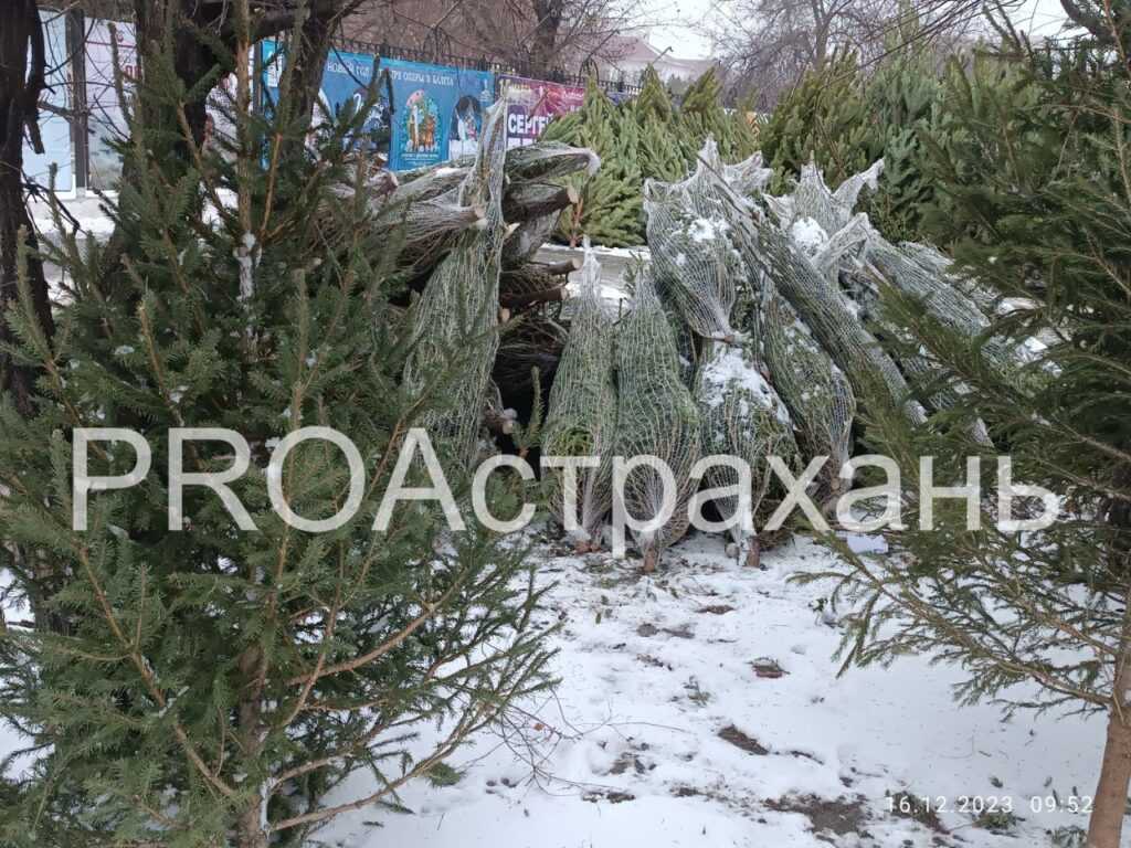 Сколько астраханцам придется заплатить за главное новогоднее украшение дома