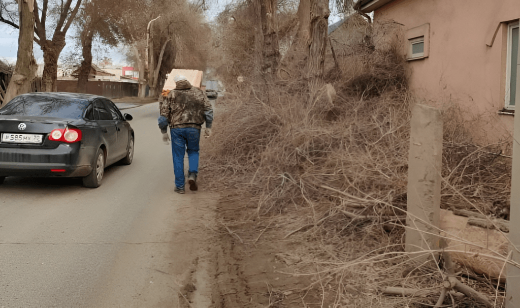 Астраханцы опять жалуются на опиловку деревьев