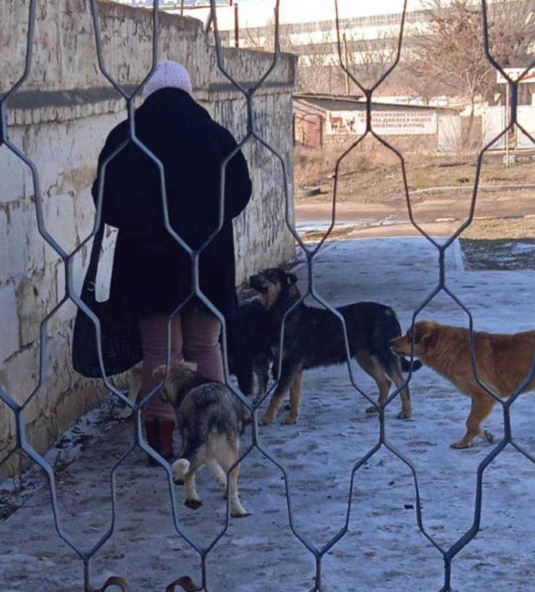 В астраханском парке на ребенка напали собаки
