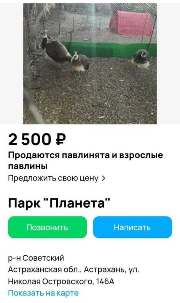 Животных из астраханского парка "Планета" начали распродавать в интернете