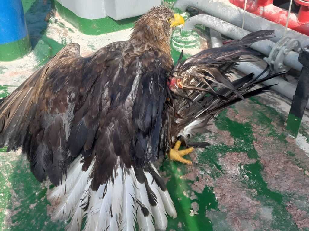 В Астраханской области занимаются спасением краснокнижной птицы