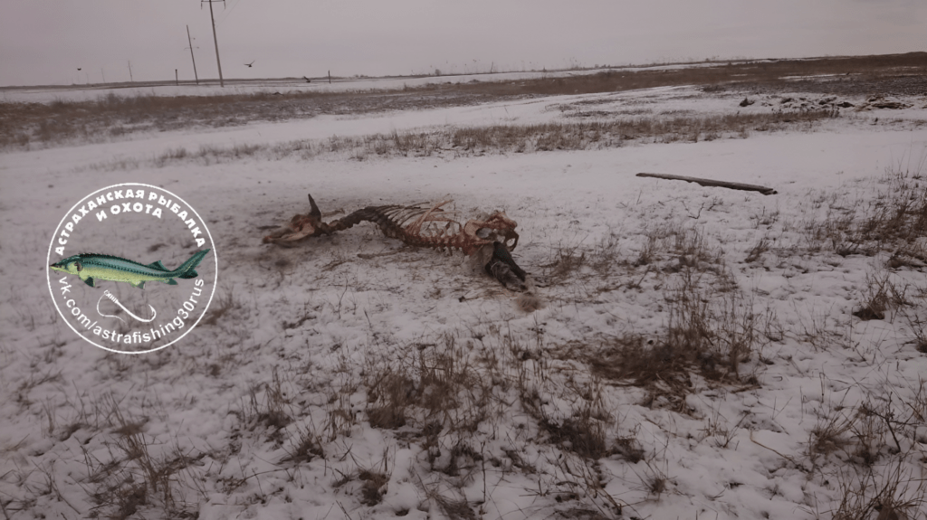 В Астраханской области заметили стаю шакалов