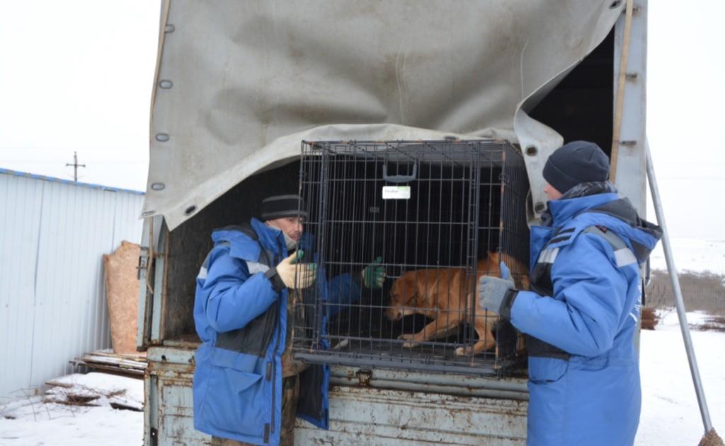 С начала года в Астрахани отловили более 600 собак