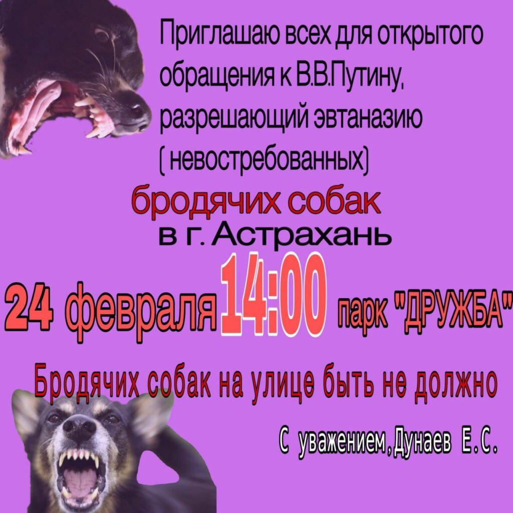 В эти выходные астраханцы выступят за закон о гуманной эвтаназии собак — фото 1