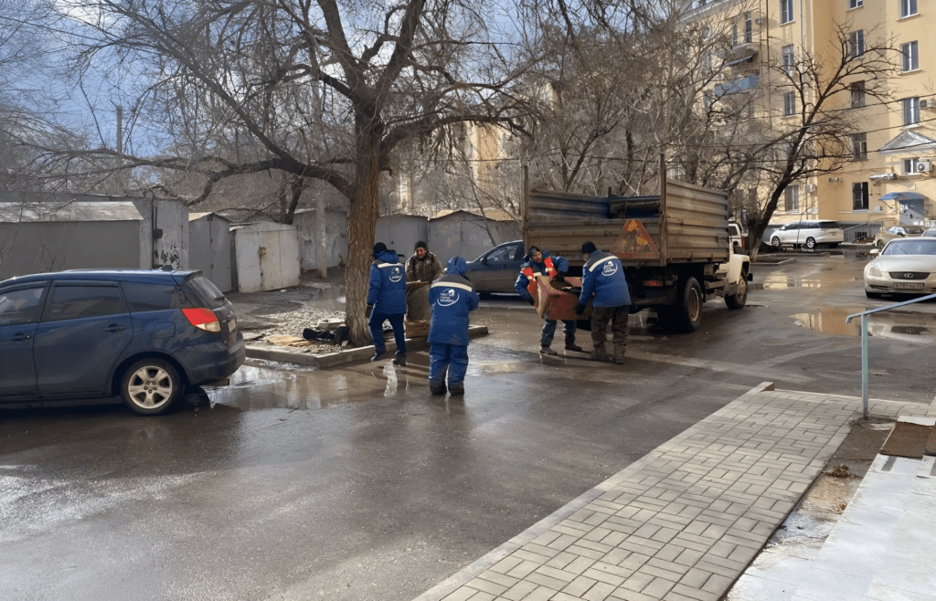 В Астрахани отловили стаю собак, напавших на школьницу