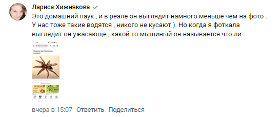 Астраханцы рассказали о пауке, который их покусал — фото 2