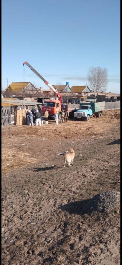 Режим ЧС в действии. В астраханском селе начали уничтожать поголовье скота — фото 1