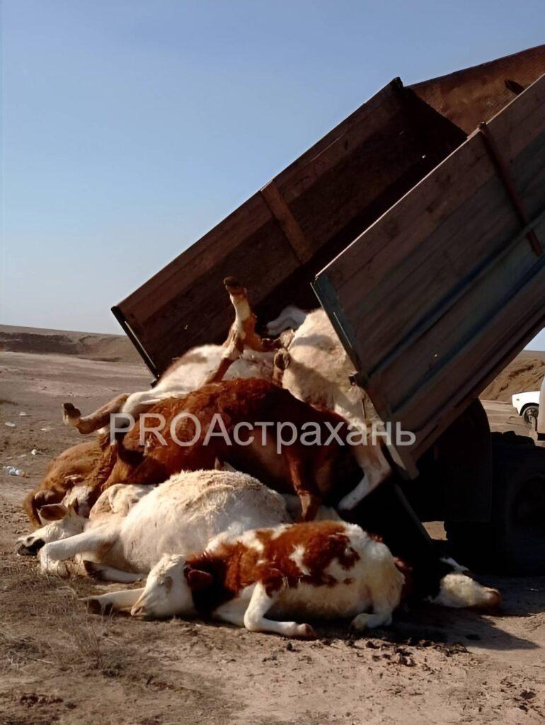 Режим ЧС в действии. В астраханском селе начали уничтожать поголовье скота