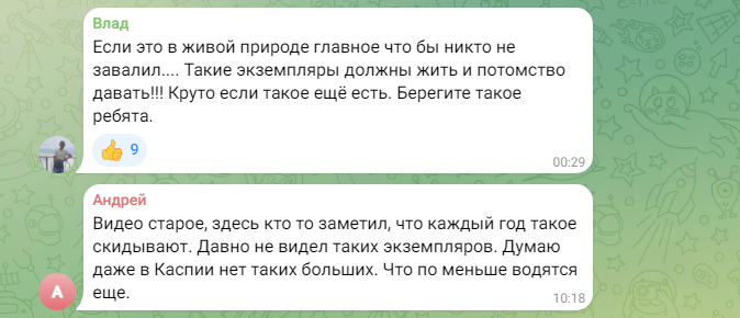 Гигантскую рыбу засняли в Астраханской области — фото 1