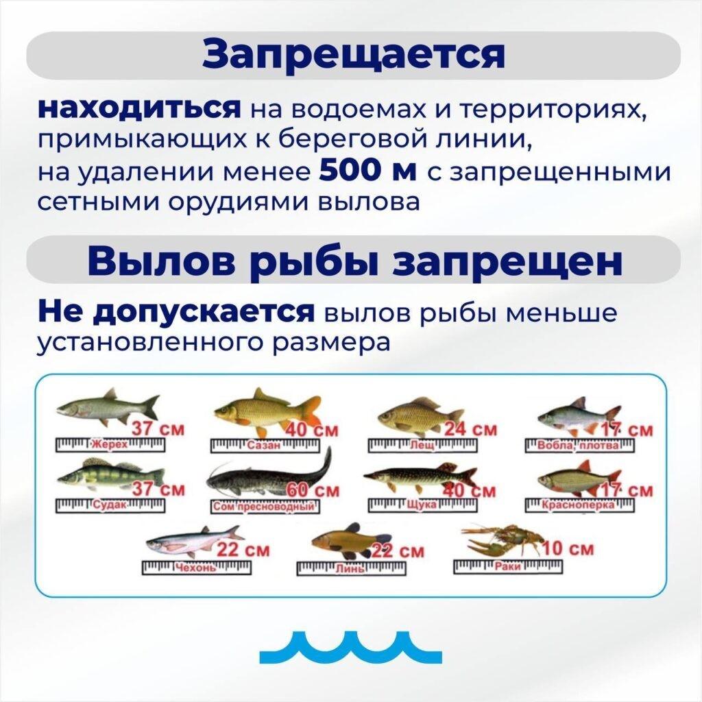 «Поблажек никому не будет»: Игорь Бабушкин о запрете на вылов воблы в Астраханской области — фото 5