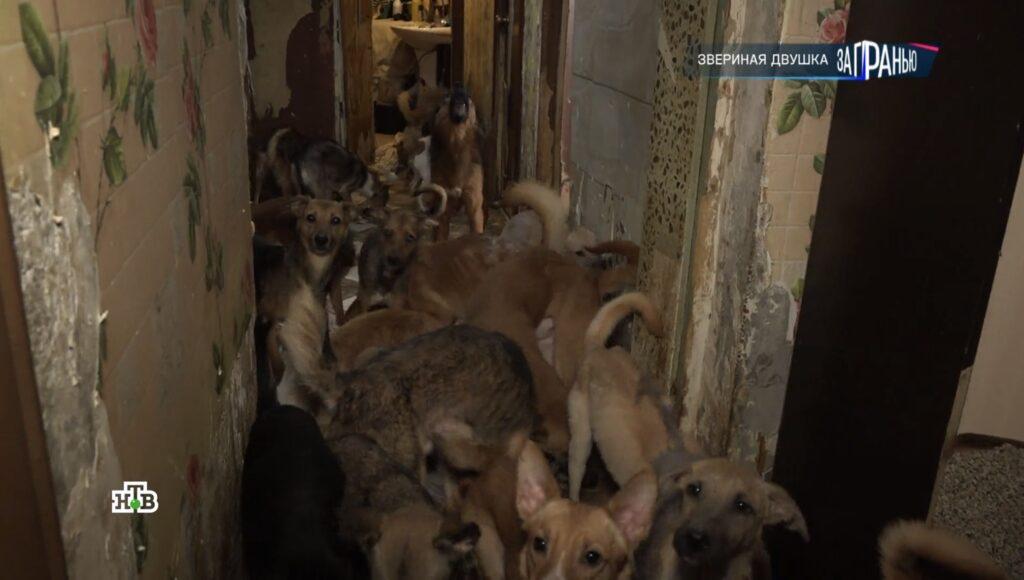 Около 40 собак и кошек астраханка держит у себя в двухкомнатной квартире