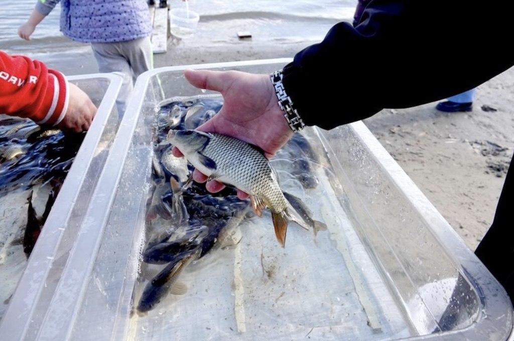 Астраханцы выпустят в Волгу мальков, купленных на пожертвования — фото 2
