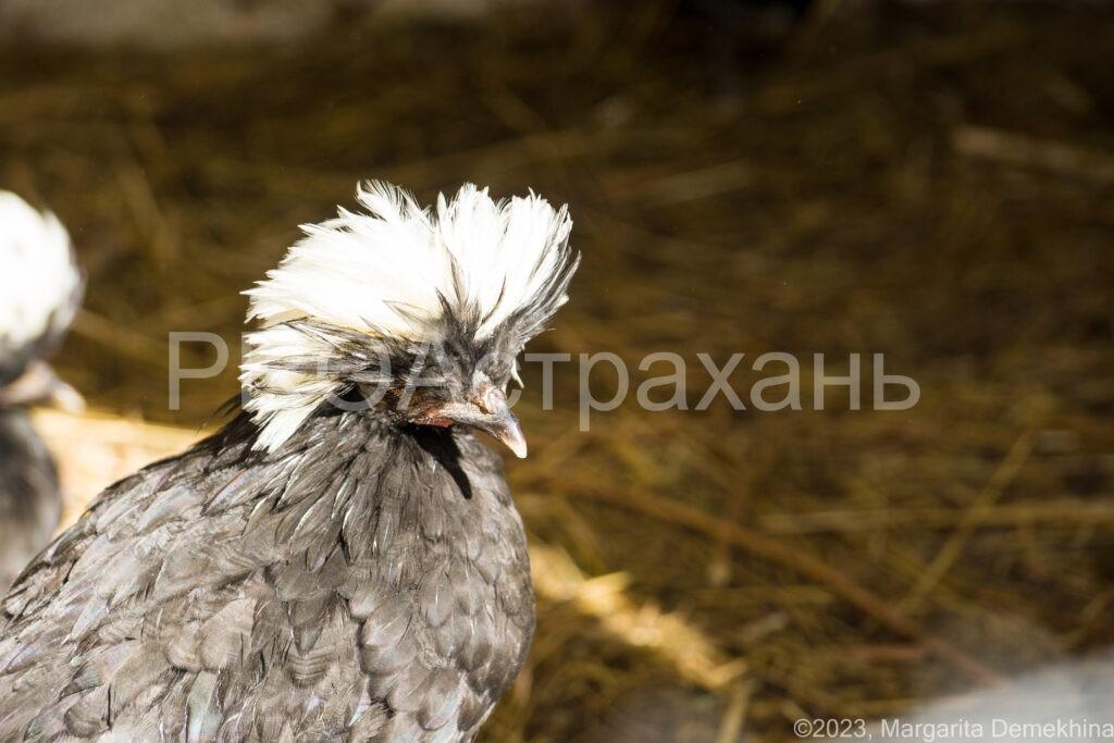 Астраханцы могут лично покормить птиц из закрытого парка «Планета» — фото 1