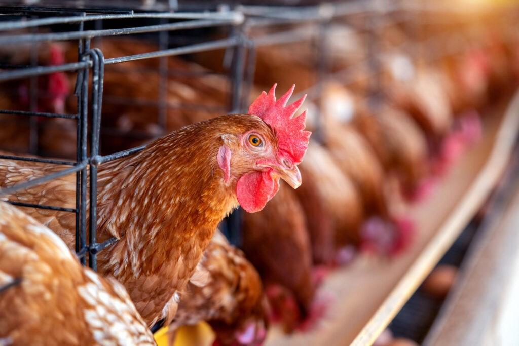Уже скоро в Астраханской области откроется новая птицефабрика