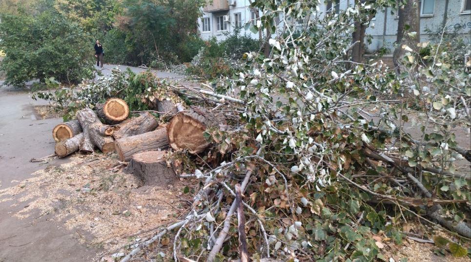 Опиловка деревьев вызывает у астраханцев все больше вопросов — фото 3