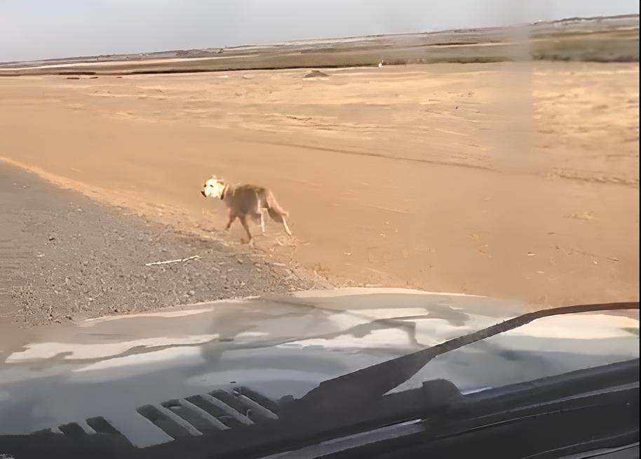 Незаконный собачий приют стал причиной трагедий