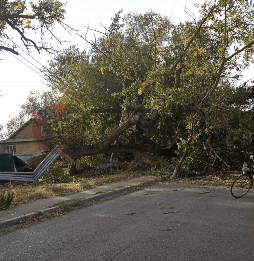 Упавшее дерево в Астрахани перегородило дорогу и стало причиной драки