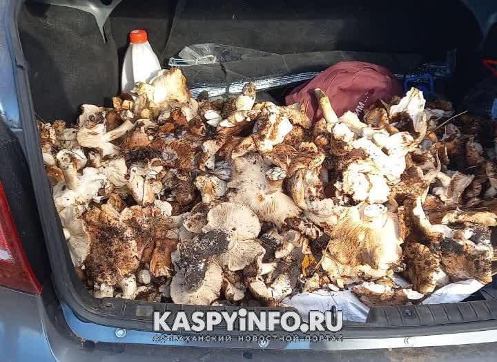 Грибной сезон в Астраханской области все-таки удался
