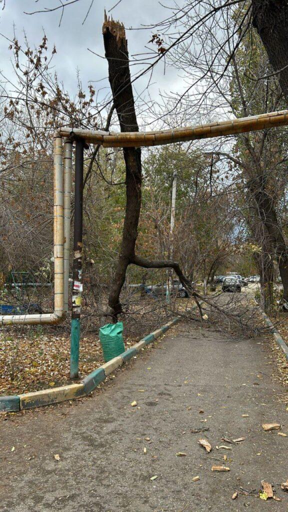 Сухое дерево рухнуло на автомобиль рядом с торговым центром в Астрахани — фото 1