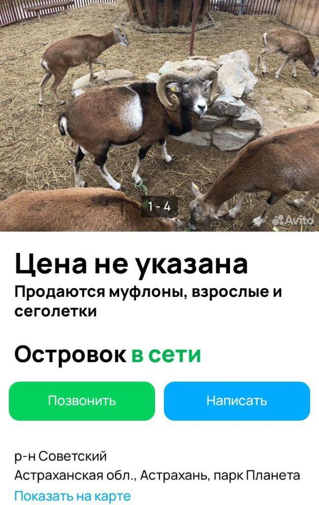 Животных и строения из астраханского парка «Планета» продают через «Авито» — фото 1