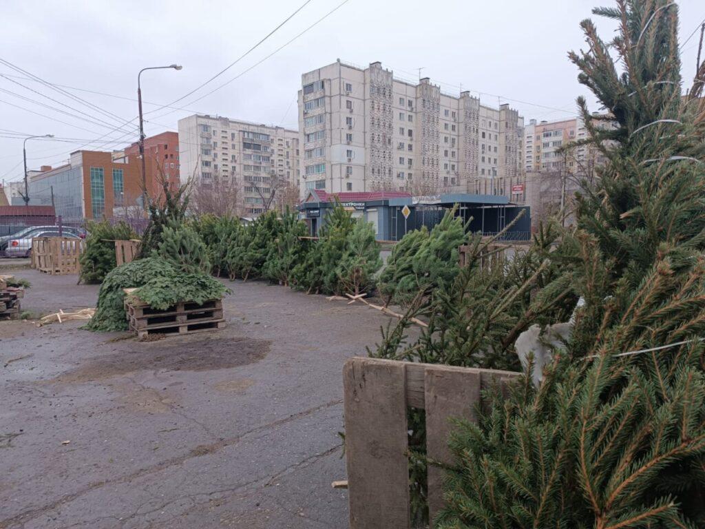 В Астрахани проводятся рейды по выявлению незаконной торговли ёлками