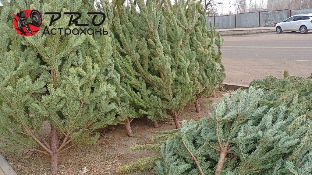 Можно ли будет 31 декабря купить елку по сниженной цене в Астрахани — фото 2