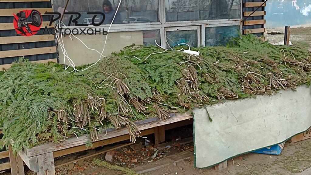 Можно ли будет 31 декабря купить елку по сниженной цене в Астрахани — фото 3