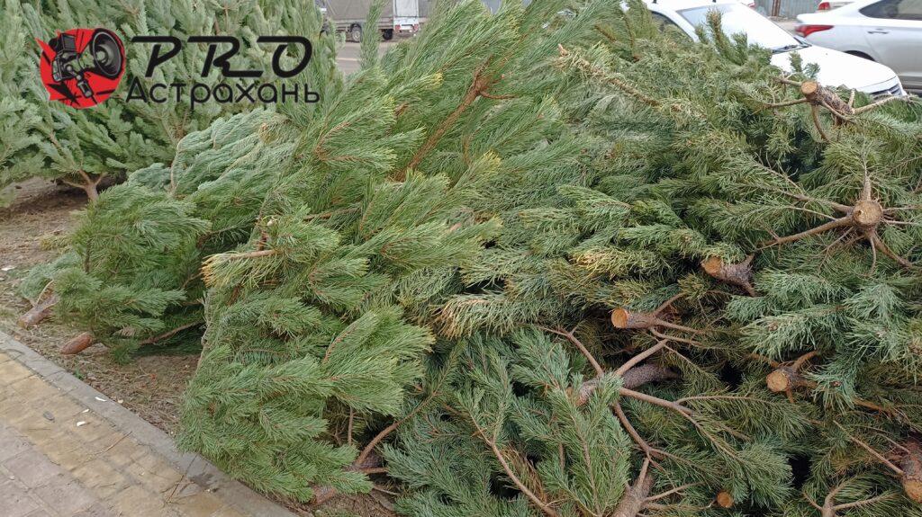 Можно ли будет 31 декабря купить елку по сниженной цене в Астрахани — фото 4
