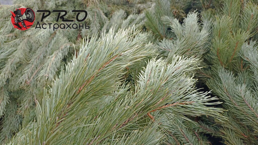 Можно ли будет 31 декабря купить елку по сниженной цене в Астрахани