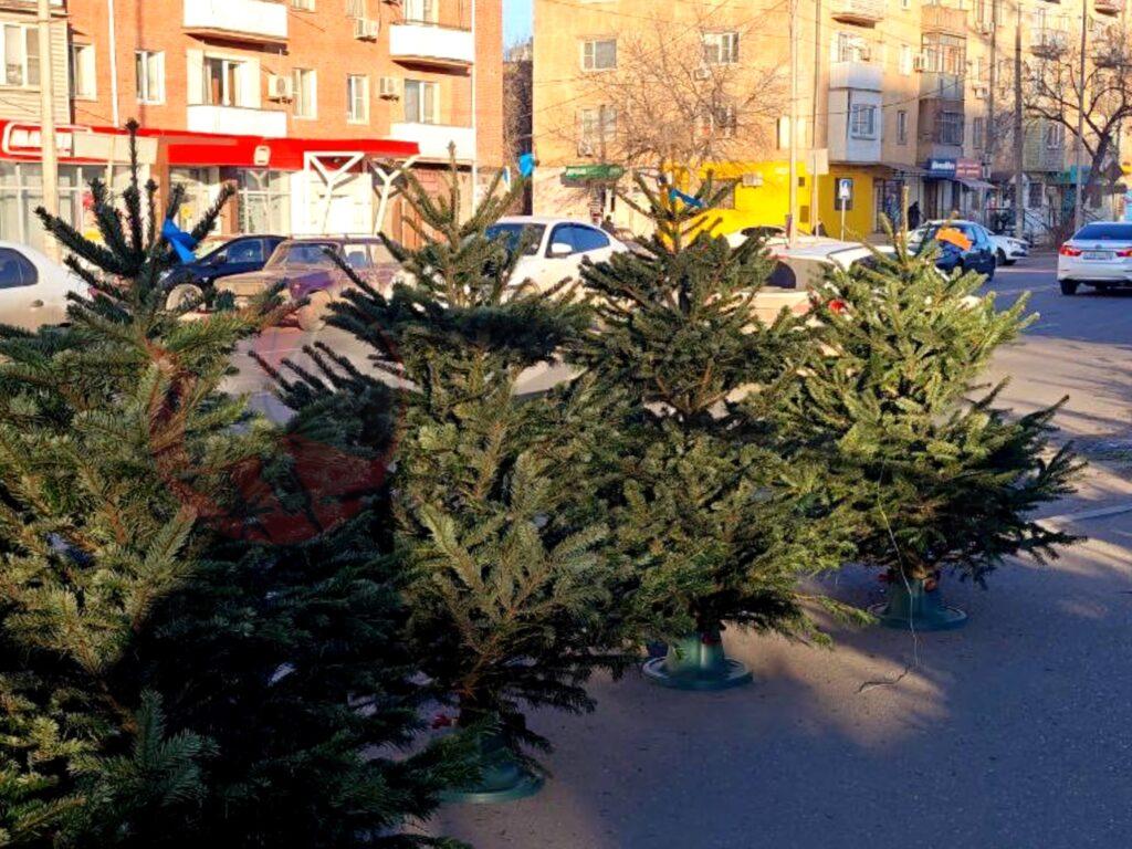Елочных базаров в Астрахани будет больше, чем планировалось — фото 2