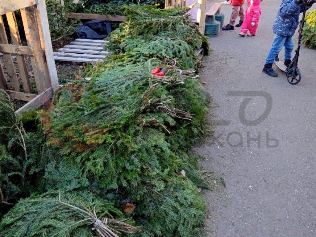 Елочных базаров в Астрахани будет больше, чем планировалось — фото 3