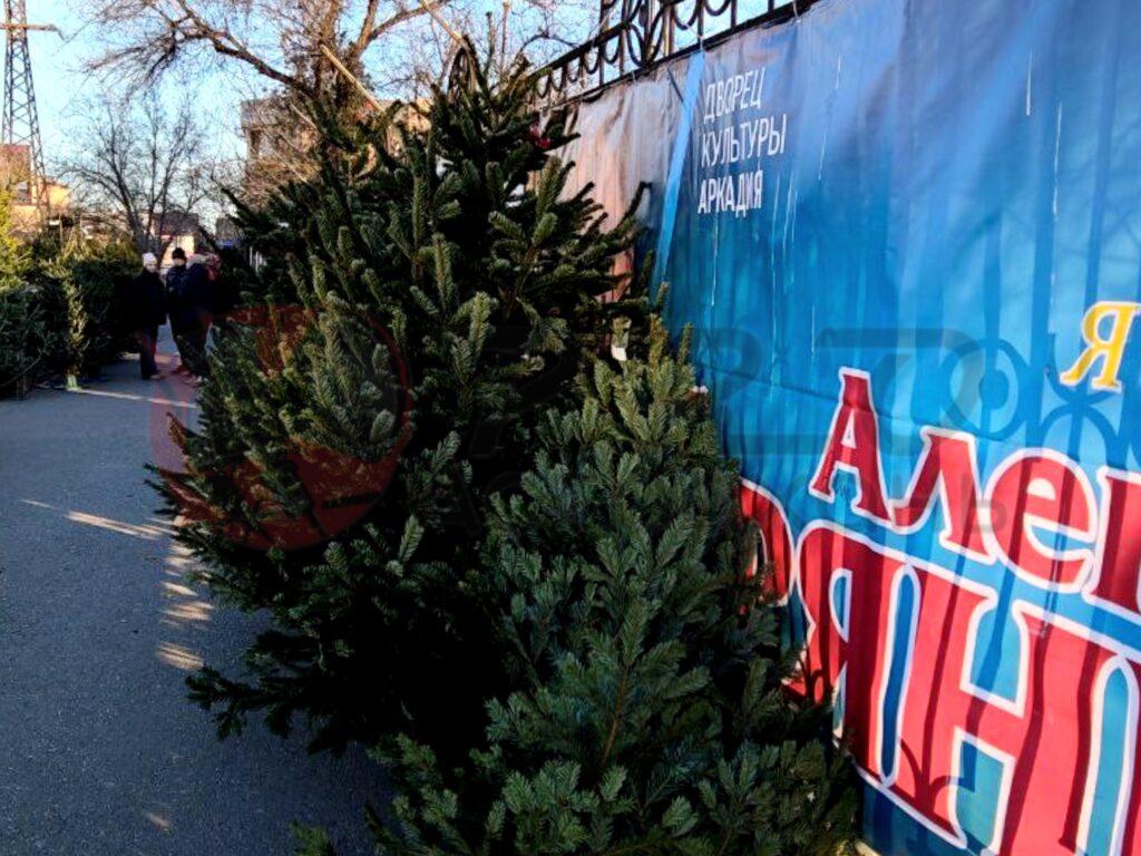 Елочных базаров в Астрахани будет больше, чем планировалось — фото 4