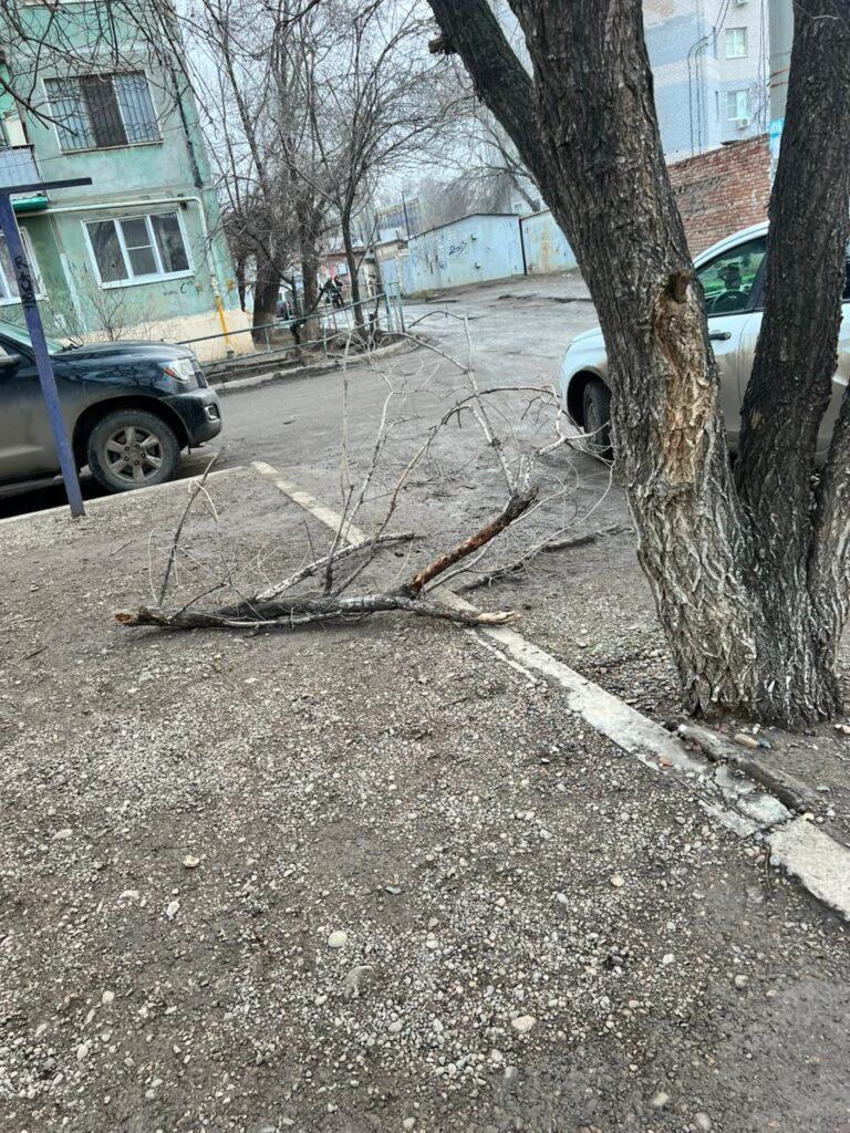 Астраханцы боятся за собственные жизни из-за сухого дерева, которое никак не опилят — фото 1