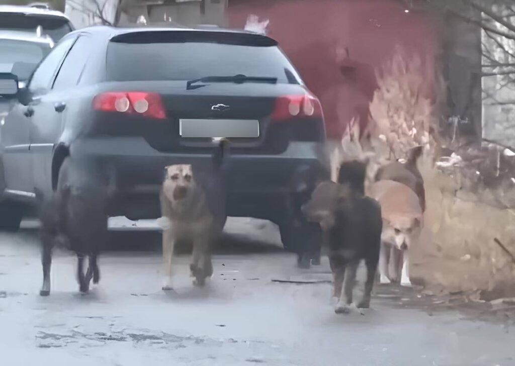 Агрессивная стая собак держит астраханцев в страхе за жизнь собственных детей