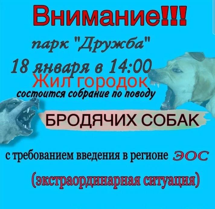 Астраханцев призывают ускорить принятие экстраординарной ситуации из-за собак — фото 1