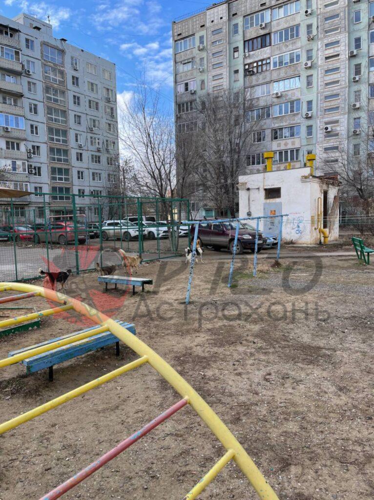 Астраханцы продолжают жаловаться на стаи собак во дворах и около школ — фото 1