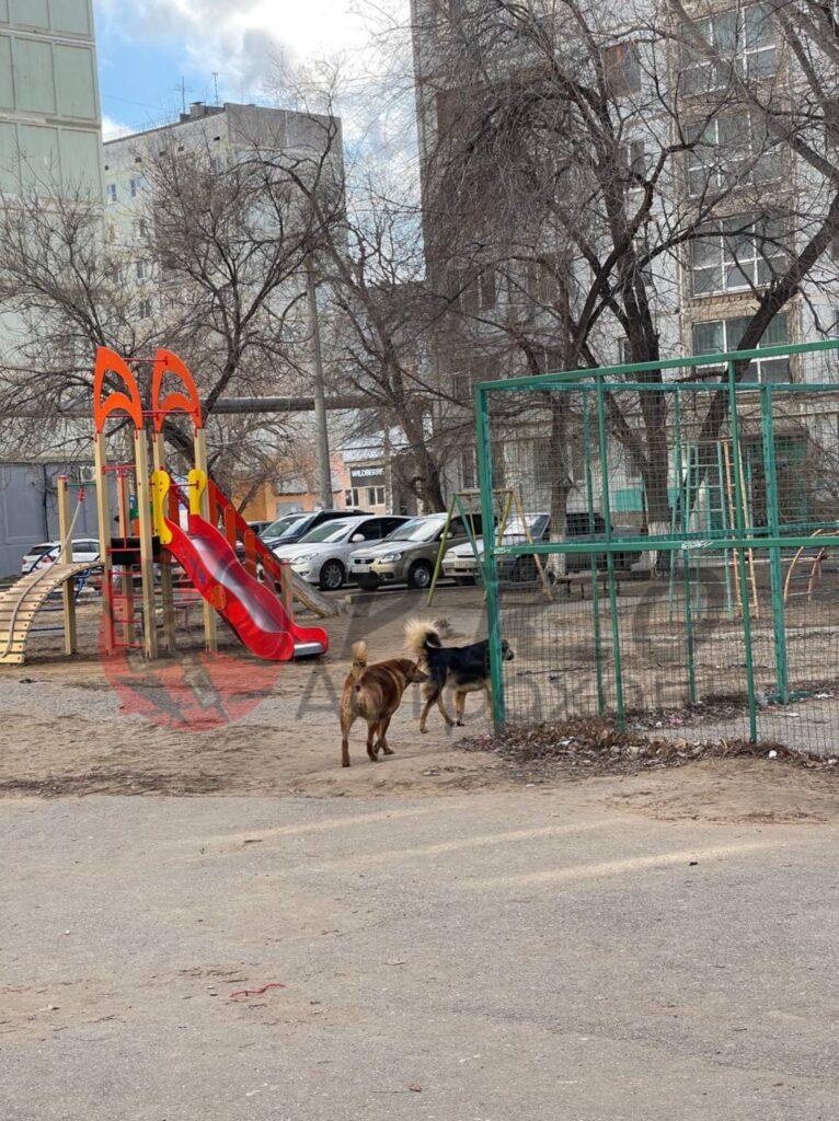 Астраханцы продолжают жаловаться на стаи собак во дворах и около школ — фото 2