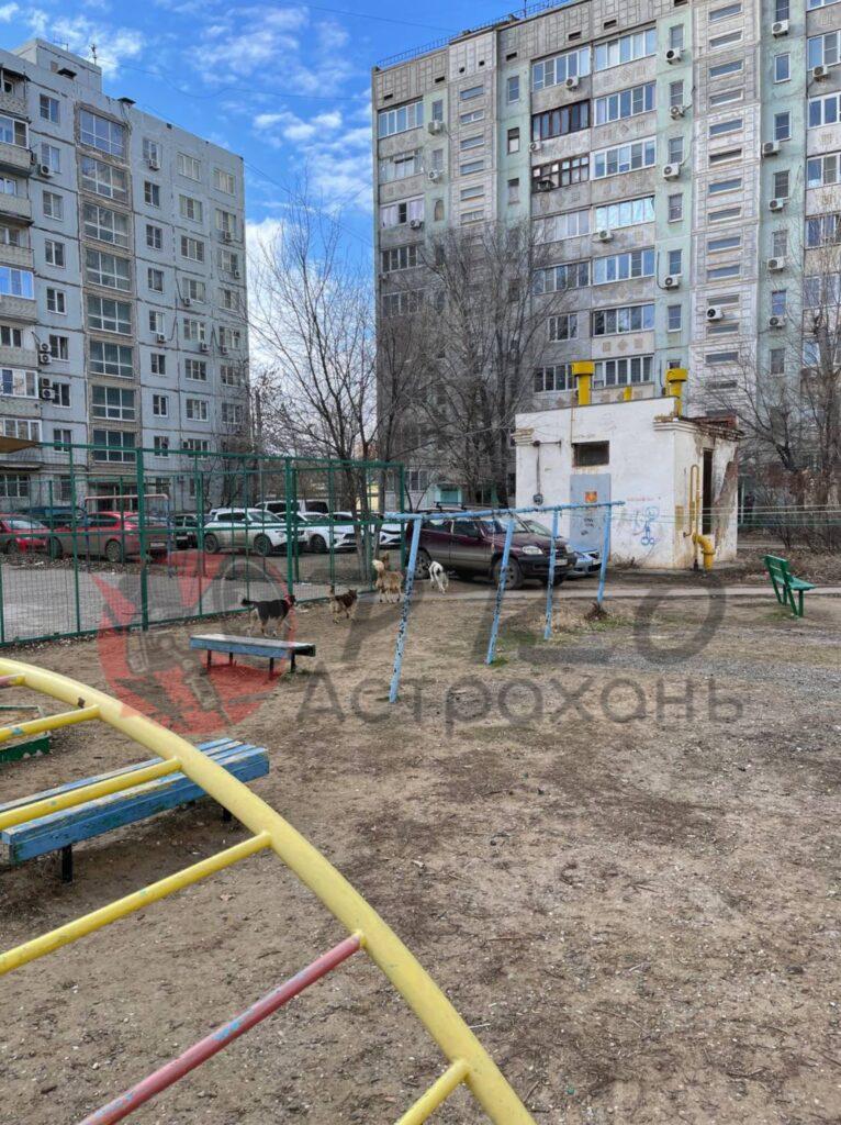 Астраханцы продолжают жаловаться на стаи собак во дворах и около школ — фото 3