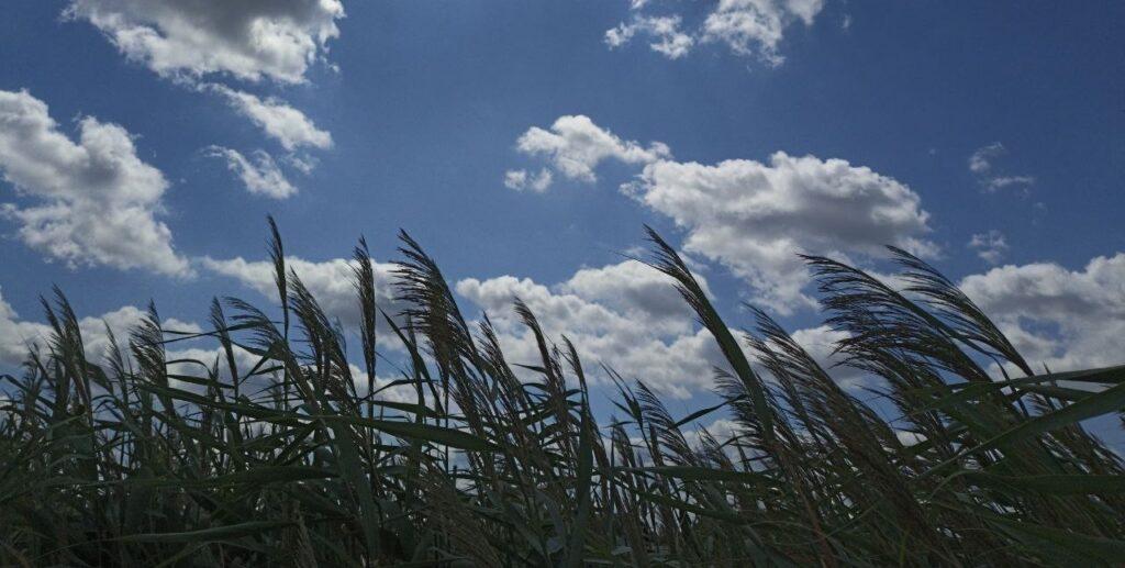 В Астрахани обнаружили изгрызенное собаками тело мужчины