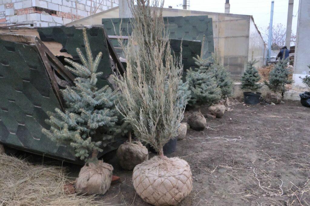 15 елей и 20 тополей украсят набережные и сады Астрахани