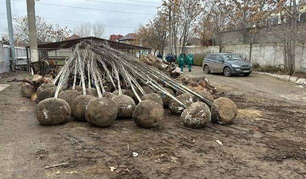 15 елей и 20 тополей украсят набережные и сады Астрахани — фото 1