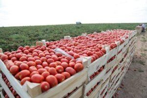 В Астраханской области вновь вырос объем производимой сельхозпродукции — фото 1