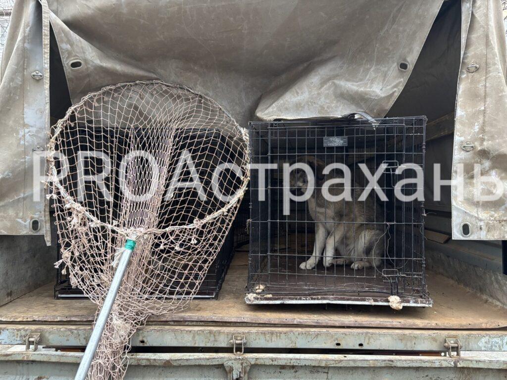 Примут ли в Астрахани режим экстраординарной ситуации?