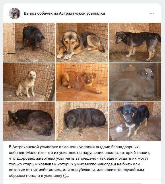 Астраханские зоозащитники придумали новую схему «спасения» отловленных собак — фото 1