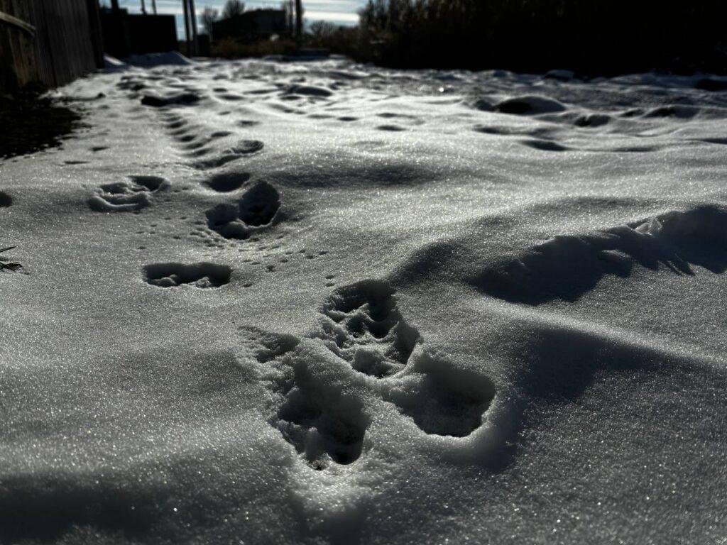 погода снег