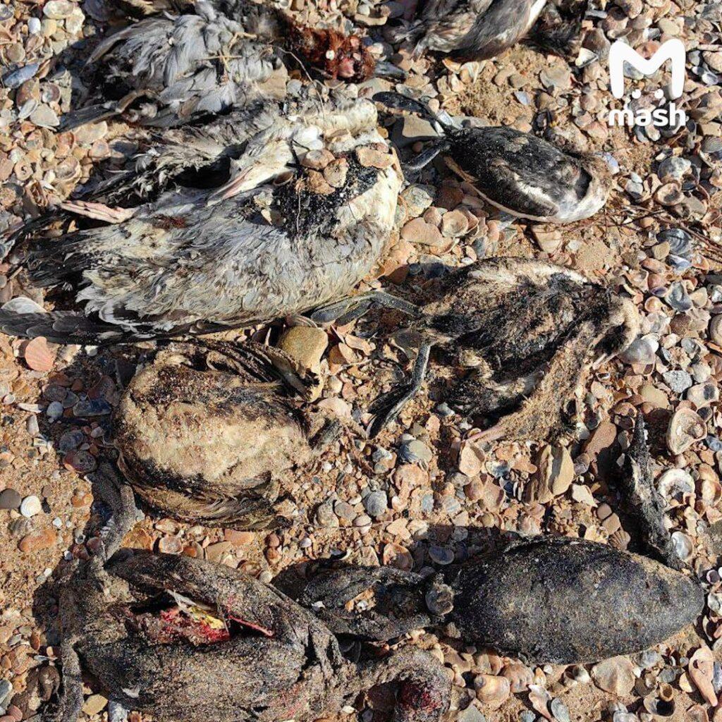 Бродячие собаки стали новой проблемой на берегах Анапы