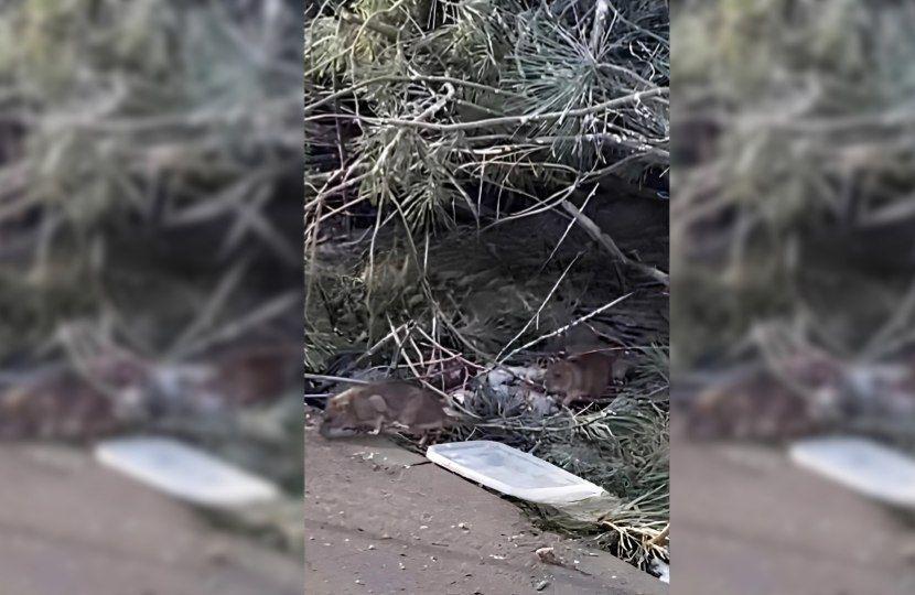 Стихийные свалки на улицах Астрахани все чаще становятся домом для крыс